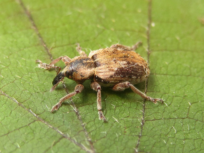 Curculionidae: Hypera plantaginis??